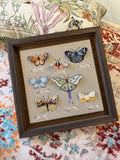 Butterfly Dream Embroidery Kit ( Intermediate level)